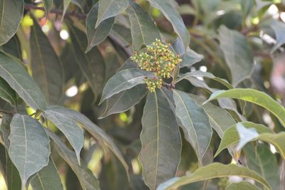 Meliosma dentata, photographed by Neptalí Ramírez Marcial