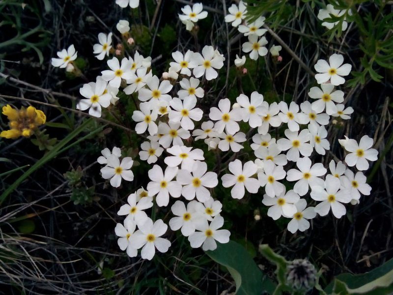 Androsace bungeana, photographed by Yuri