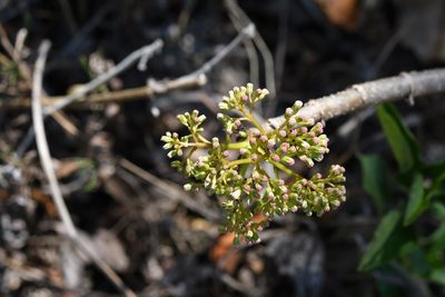 Pachythamnus crassirameus, photographed by Neptalí Ramírez Marcial