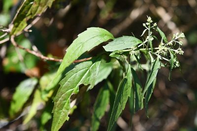 Fleischmanniopsis leucocephala, photographed by Neptalí Ramírez Marcial