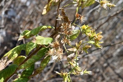 Trixis chiapensis, photographed by Neptalí Ramírez Marcial