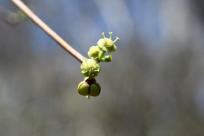 Euphorbia schlechtendalii, photographed by Neptalí Ramírez Marcial