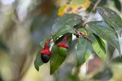 Licaria misantlae, photographed by Neptalí Ramírez Marcial
