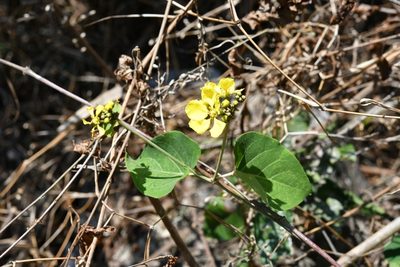 Stigmaphyllon selerianum, photographed by Neptalí Ramírez Marcial