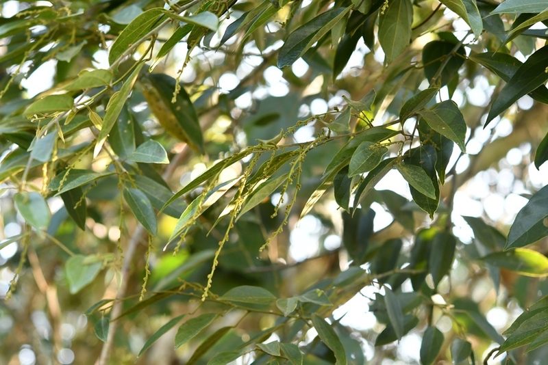 Abuta chiapasensis, photographed by Neptalí Ramírez Marcial