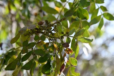 Zanthoxylum quassiifolium, photographed by Neptalí Ramírez Marcial