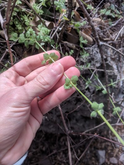 Galium texense, photographed by Eric Knight