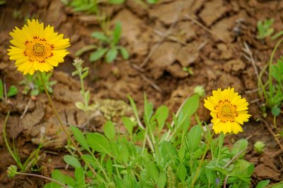 Coreopsis nuecensis, photographed by Robert Creech