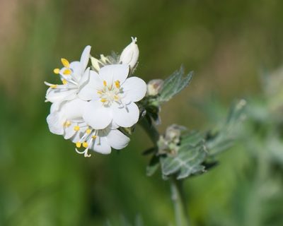 Polemonium foliosissimum, photographed by Jonathan Eisen