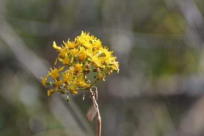 Sinclairia discolor, photographed by Neptalí Ramírez Marcial