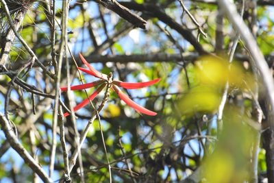 Erythrina berteroana, photographed by Neptalí Ramírez Marcial