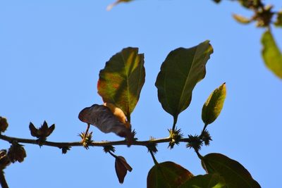 Hibiscus purpusii, photographed by Neptalí Ramírez Marcial