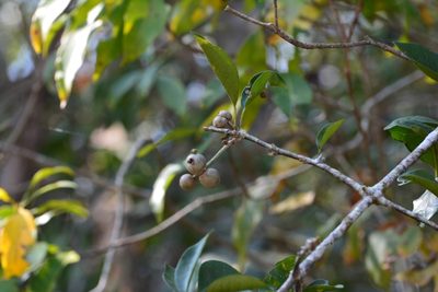 Pisonia donnellsmithii, photographed by Neptalí Ramírez Marcial