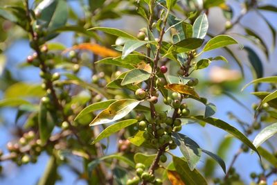 Forestiera rhamnifolia, photographed by Neptalí Ramírez Marcial