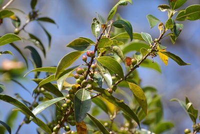 Forestiera rhamnifolia, photographed by Neptalí Ramírez Marcial