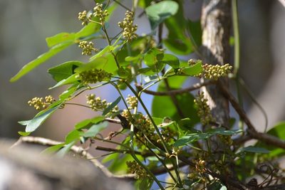 Serjania mexicana, photographed by Neptalí Ramírez Marcial