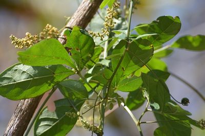 Serjania mexicana, photographed by Neptalí Ramírez Marcial