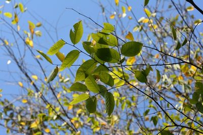 Ulmus ismaelis, photographed by Neptalí Ramírez Marcial