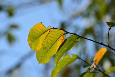 Ulmus ismaelis, photographed by Neptalí Ramírez Marcial