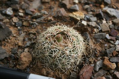 Coryphantha gracilis, photographed by Alejandro Sigala Chávez