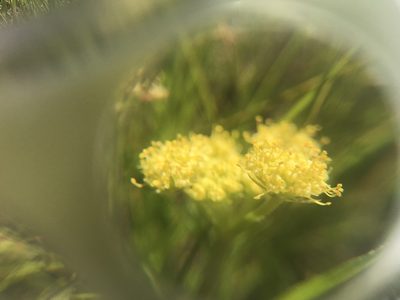 Lomatium caruifolium, photographed by Sarah Angulo