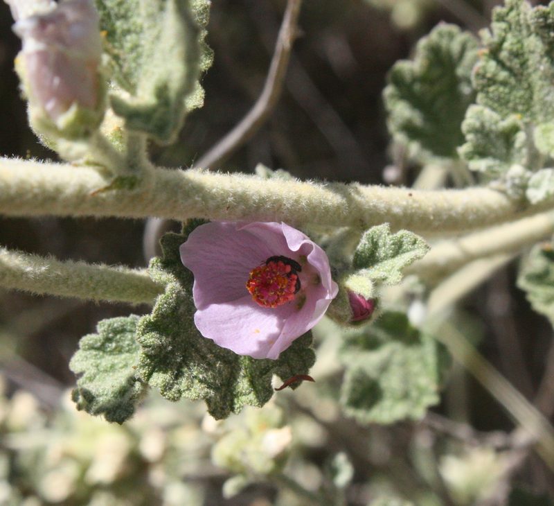 Malacothamnus arcuatus, photographed by Scott Loarie