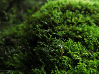 Hymenophyllum peltatum, photographed by Nicolás Lavandero