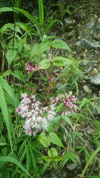 Eupatorium amabile, photographed by Cheng-Te Hsu