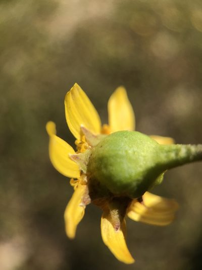 Lasthenia ferrisiae, photographed by Kyle Nessen