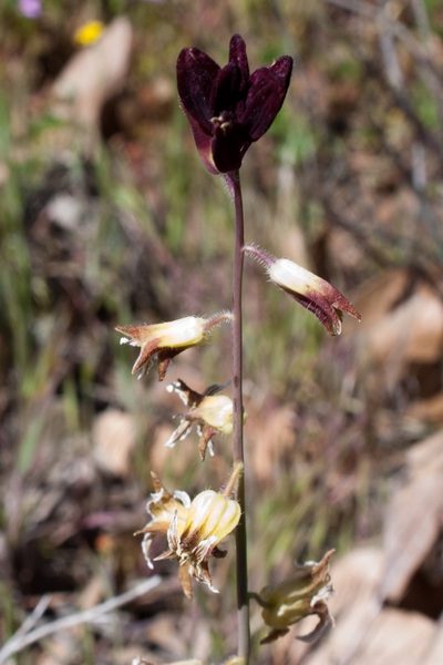 Streptanthus lemmonii, photographed by paulexcoff