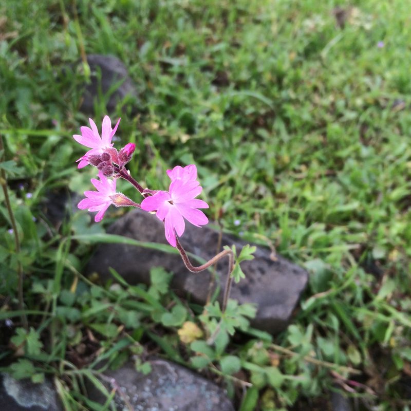 Lithophragma trifoliatum, photographed by Alisa Kim