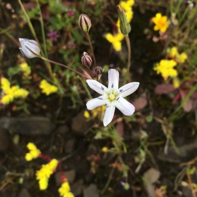 Triteleia lilacina, photographed by Alisa Kim