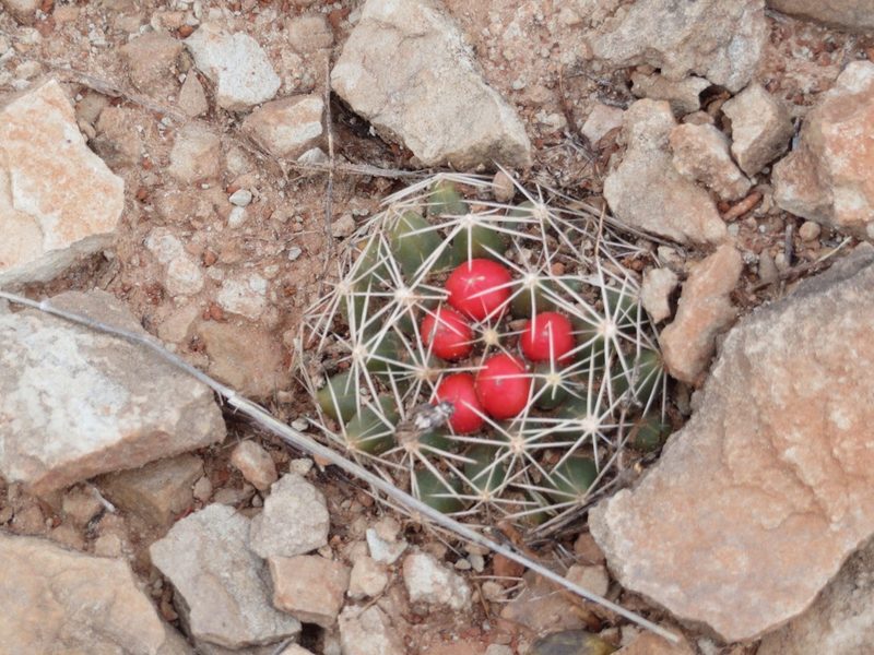 Pelecyphora missouriensis, photographed by Seth G. Breeding