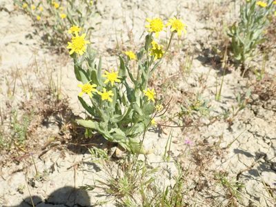 Monolopia stricta, photographed by joergmlpts