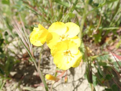 Camissonia campestris, photographed by joergmlpts