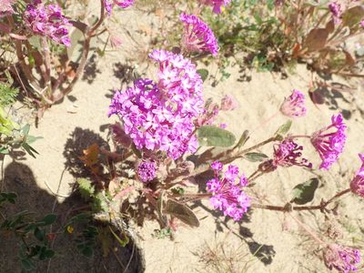 Abronia pogonantha, photographed by joergmlpts