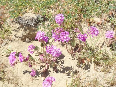 Abronia pogonantha, photographed by joergmlpts