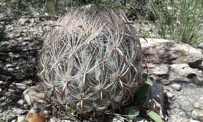 Sclerocactus unguispinus, photographed by Alejandro Sigala Chávez