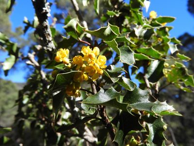 Berberis eutriphylla, photographed by Leticia Jiménez Hernández