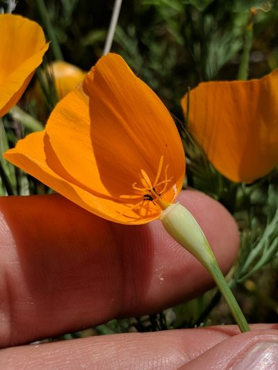 Eschscholzia lemmonii, photographed by Ken-ichi Ueda