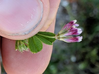 Trifolium gracilentum, photographed by Ken-ichi Ueda