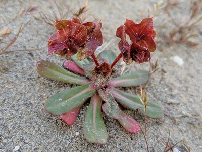 Mucronea perfoliata, photographed by Ken-ichi Ueda