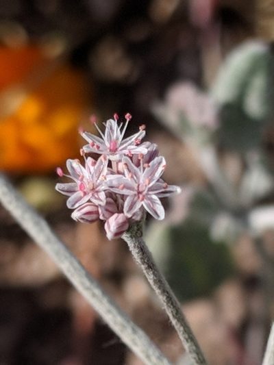 Eriogonum vestitum, photographed by Ken-ichi Ueda