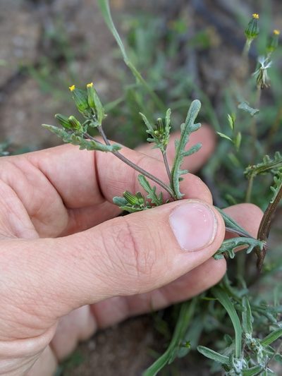 Senecio aphanactis, photographed by Ken-ichi Ueda