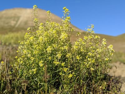 Lepidium jaredii, photographed by Ken-ichi Ueda
