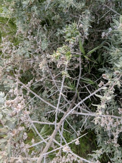 Atriplex spinifera, photographed by Ken-ichi Ueda