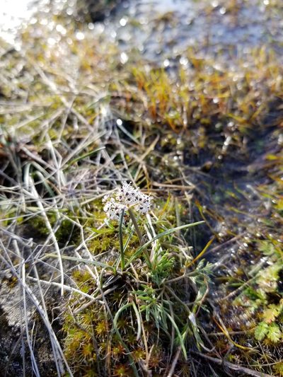 Lomatium gormanii, photographed by kweitemier