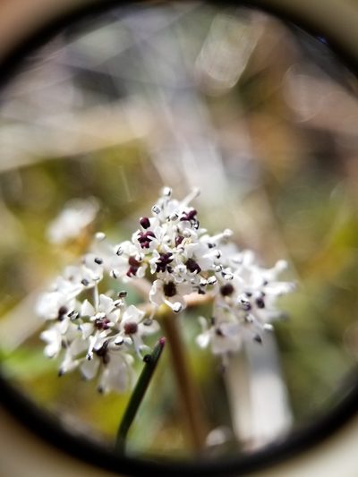 Lomatium gormanii, photographed by kweitemier