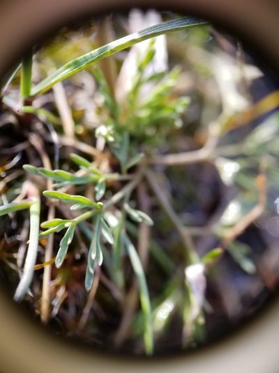 Lomatium gormanii, photographed by kweitemier