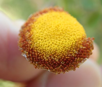 Cotula socialis, photographed by Peter Warren